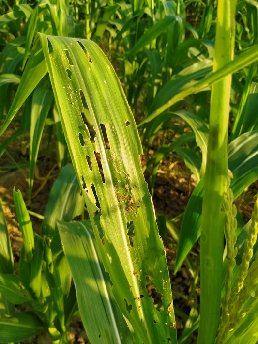 BEST MANAGEMENT OF ARMYWORM IN MAIZE