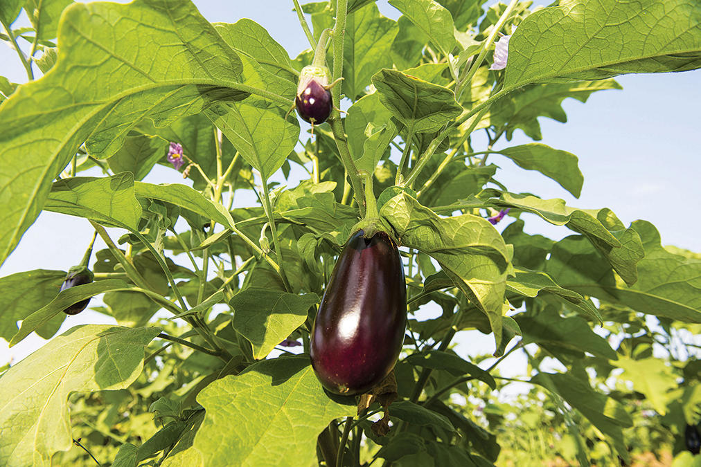 Brinjal Tree Brinjal