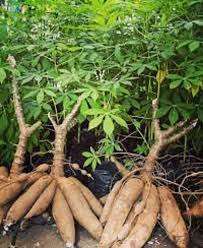 Cassava