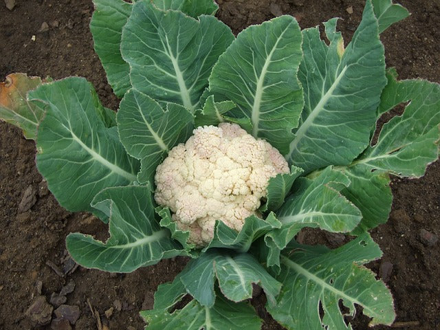 Diseases management of Cauliflower – Khethari