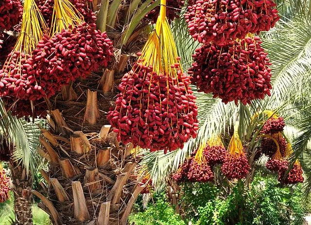 Date palm