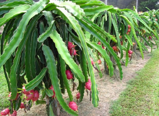 Disease Management in Dragon Fruit