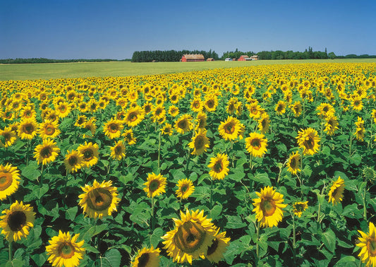 Pest management in Sunflower