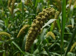 Fox Tail Millet