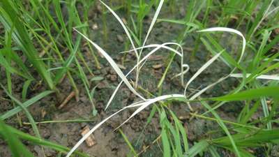 GALL MIDGE IN PADDY