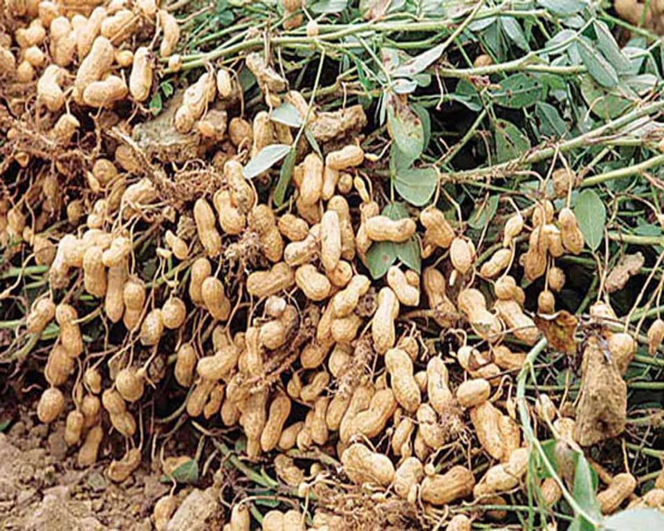 Disease management in groundnut