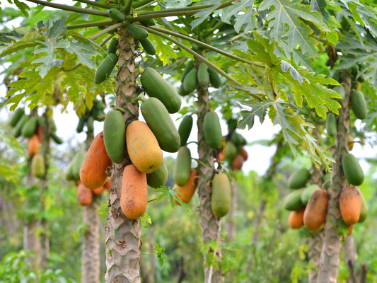 Pest Management (PM) for Papaya