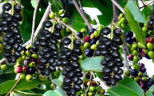 Jamun Trees