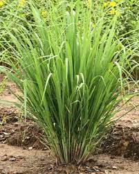 Lemongrass