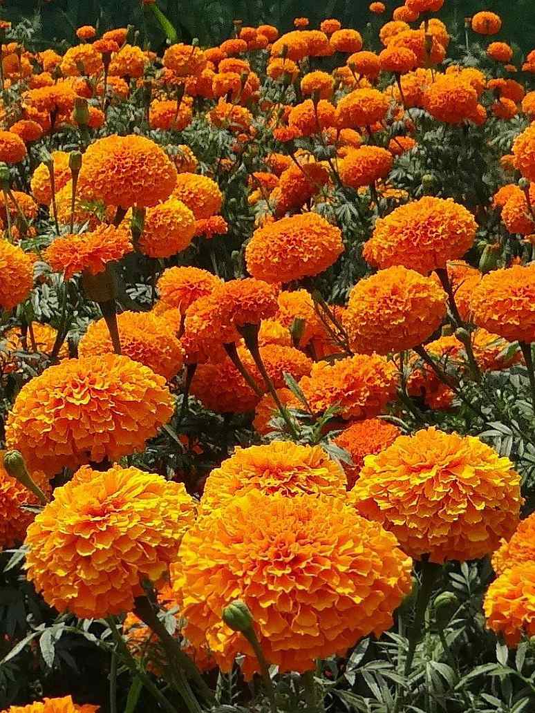 Marigold