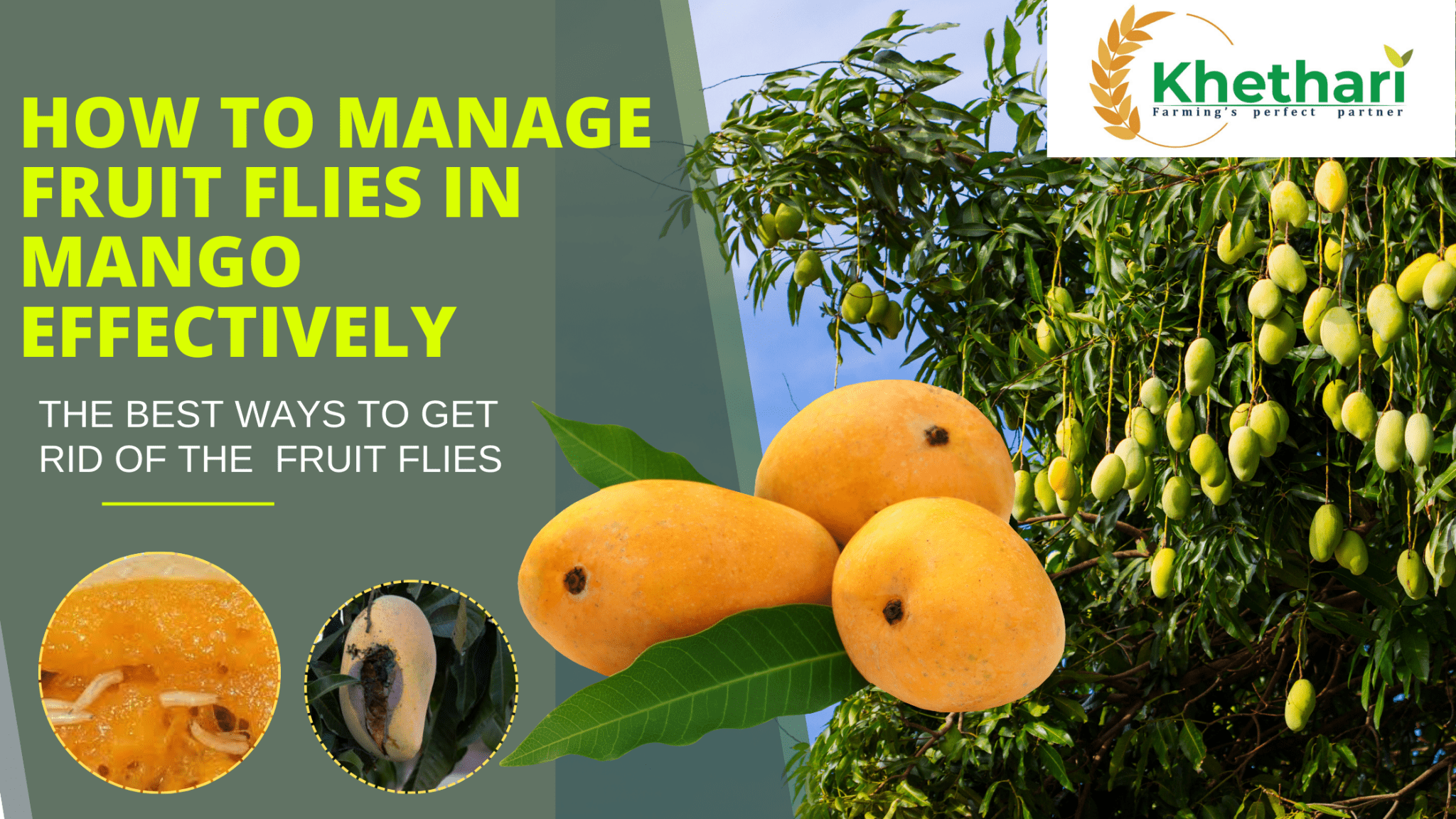 Manabe Mango How to Manage Fruit Flies in Mango Effectively – Khethari