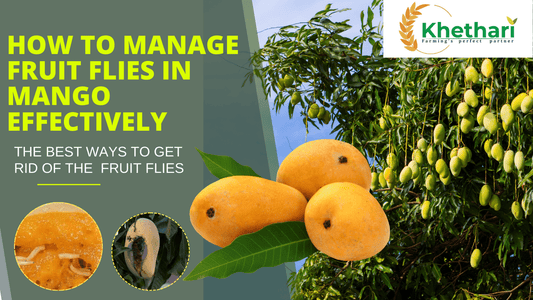 How to Manage Fruit Flies in Mango Effectively