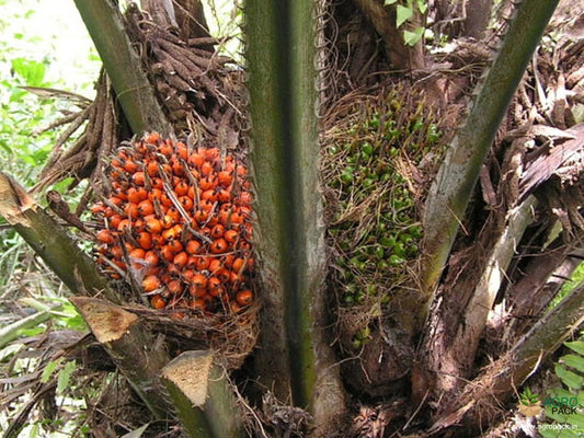 Oil Palm