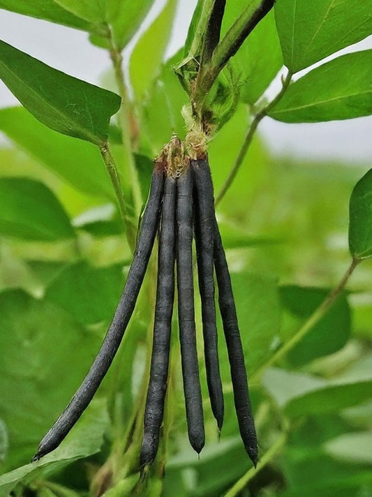 Healthy Harvests: Pest Control for Black Gram Success