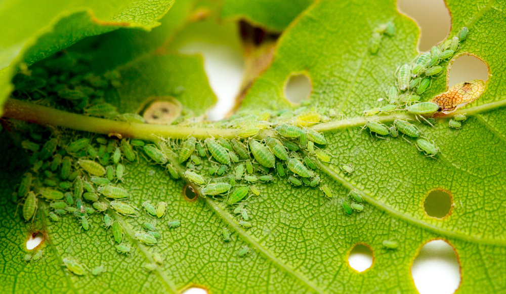 The Ultimate Guide to Natural Aphid Control in Tomato Plants