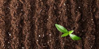 Simple Tips to Raise Soil Organic Carbon