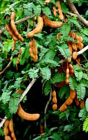 Tamarind tree