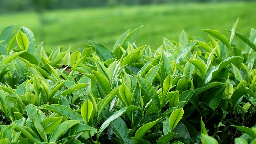 Tea Plant