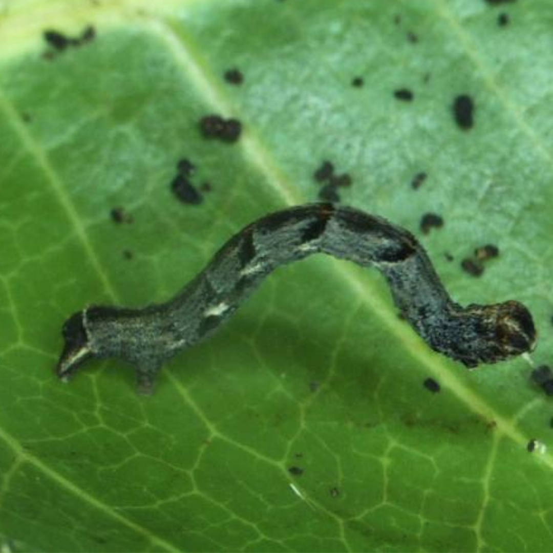 Spot and Treat Mango Tree Looper Inflorescence