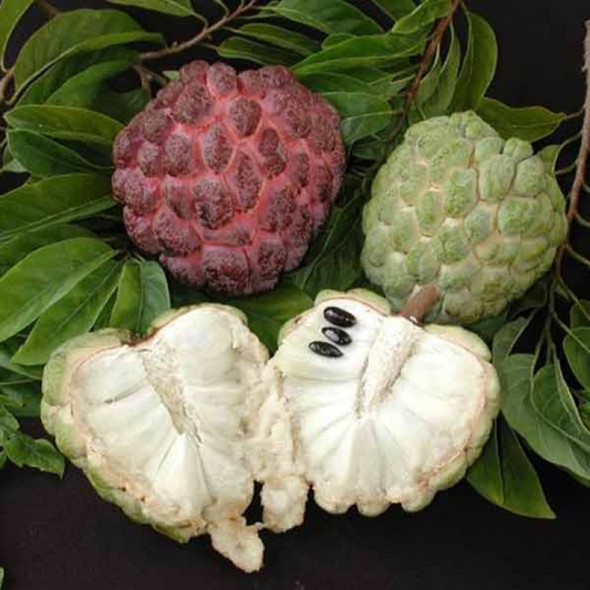 Custard Apple