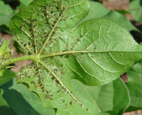 BEST MANAGEMENT OF APHIDS IN COTTON – Khethari