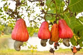 Effective Pest Management in Cashew Orchards – Khethari