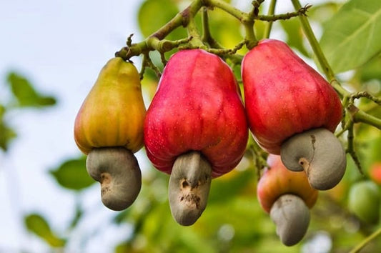 Cashew