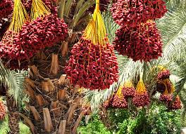 date palm plant