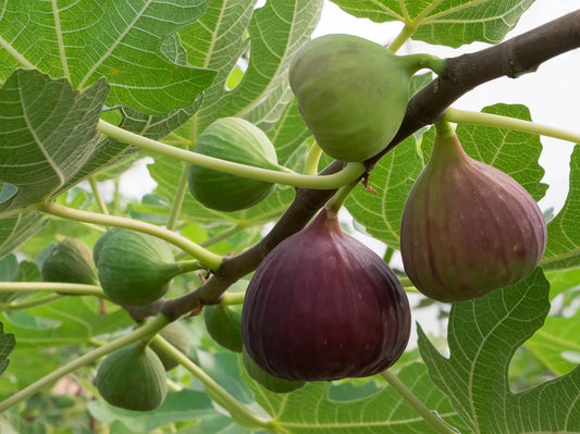 Pest Management Strategies for Fig Trees