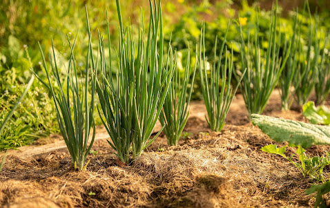 Integrated Pest Management Practices in Onion