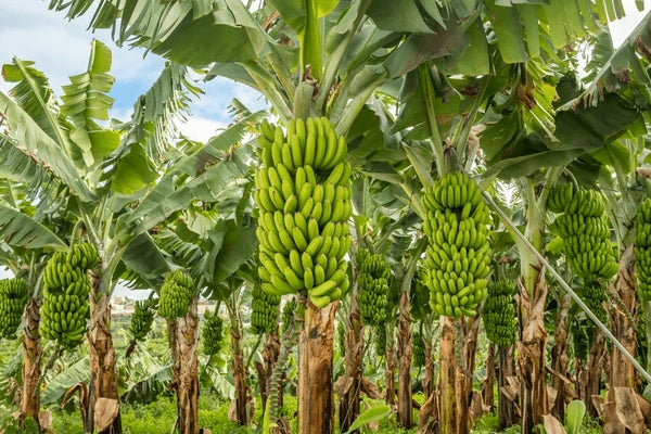 Effective Tactics for Banana Disease Control – Khethari