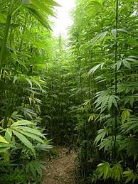 Holistic Pest Management for Hemp Farms