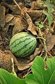 Disease management in Water Melon