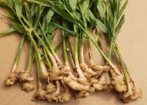 Pest Management in Ginger