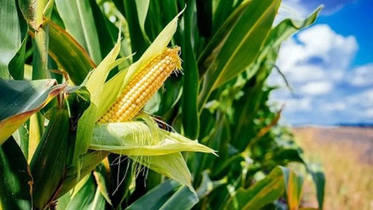Integrated Pest Management (IPM) in Maize Cultivation