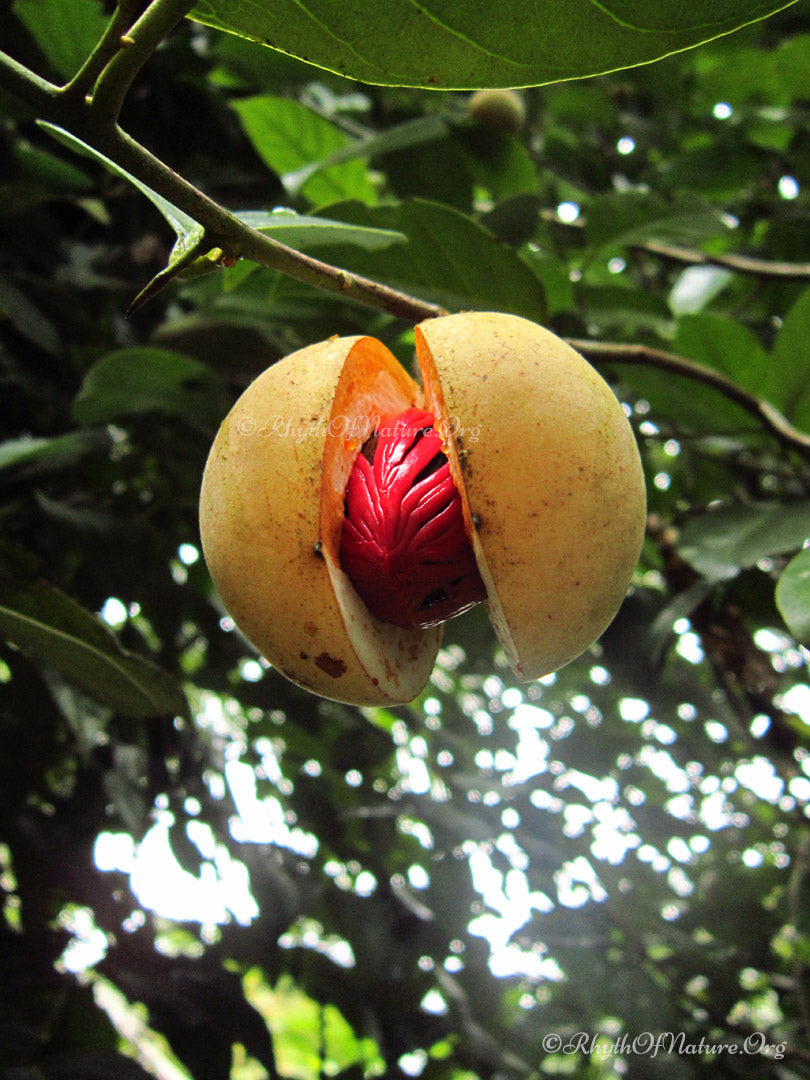 Pest management in nutmeg