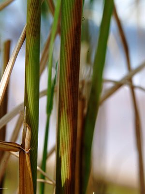 BEST MANAGEMENT FOR CONTROL OF PANICLE MITE IN PADDY