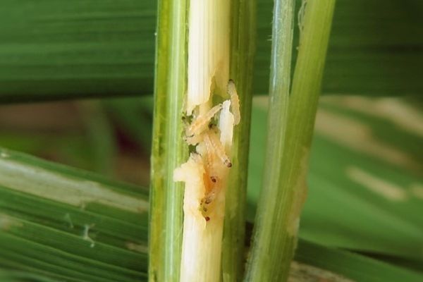 Stem Borer in Paddy