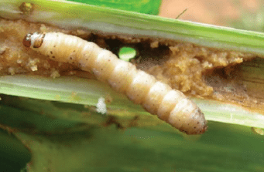 BEST MANAGEMENT OF STEM BORER IN MAIZE