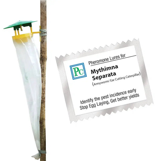 Pheromone Traps and Mythimna separata lures (pack of 10 Traps and 10 Lures) recommended for Sorghum, Maize, Khabbal grass, Gram, Rice, and Sugarcane..